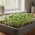 FLOAREA SOARELUI (microplantă)